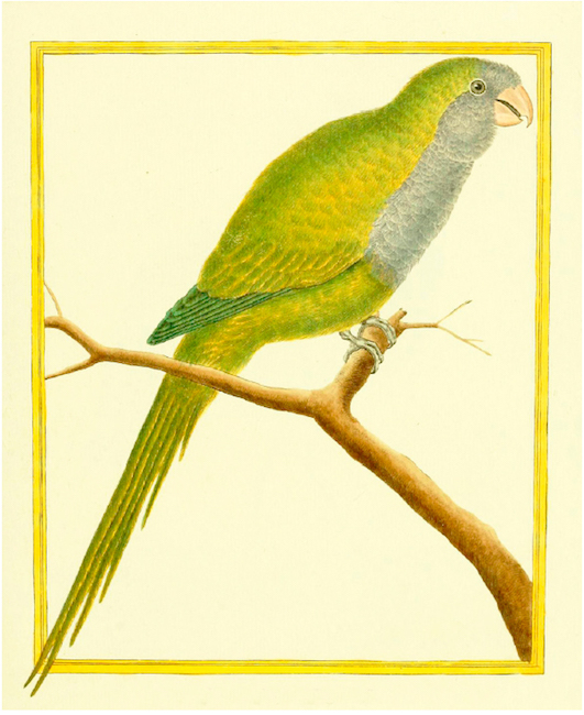 Caturrita, Myiopsitta monachus, segundo ilustração das “Planches enluminées d’Histoire Naturelle” (ca. 1765-1783).