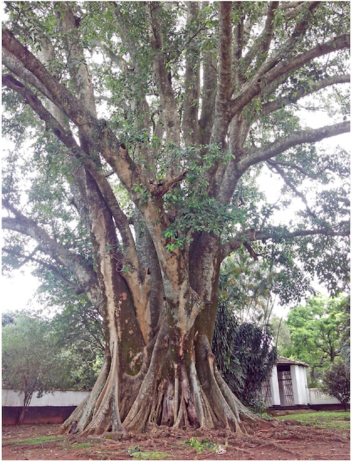 Figueira branca de Ibicaba atualmente.