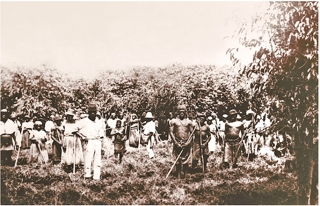 Fazenda Ibicaba: Escravos no eito de caf&eacute;.