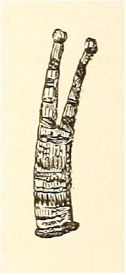 Miluínas. Carvalho (1890b, p. 338).