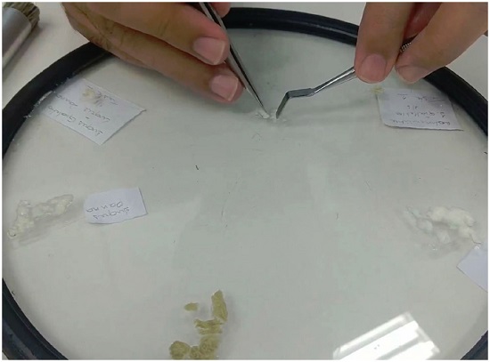 Preparação da polpa de papel Canson Ingres e Hahnemühle para obturação mecânica.