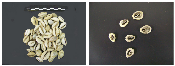 Valvas de Monetaria moneta, vulgarmente conhecidas como b&uacute;zios, encontradas em sua maioria no cais de atraca&ccedil;&atilde;o e algumas poucas junto ao p&iacute;er 3. Embora a maior parte estivesse &iacute;ntegra (A), algumas tiveram a protuber&acirc;ncia da regi&atilde;o dorsal cortadas (B), sugerindo a pr&aacute;tica divinat&oacute;ria do ritual do If&aacute;. Fotos: Tania Andrade Lima.