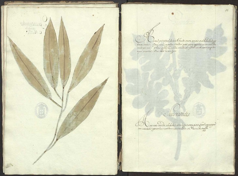 A segunda traz a descrio da planta e suas virtudes. Academia das Cincias de Lisboa - ACL, Srie Azul de Manuscritos, COD 627.