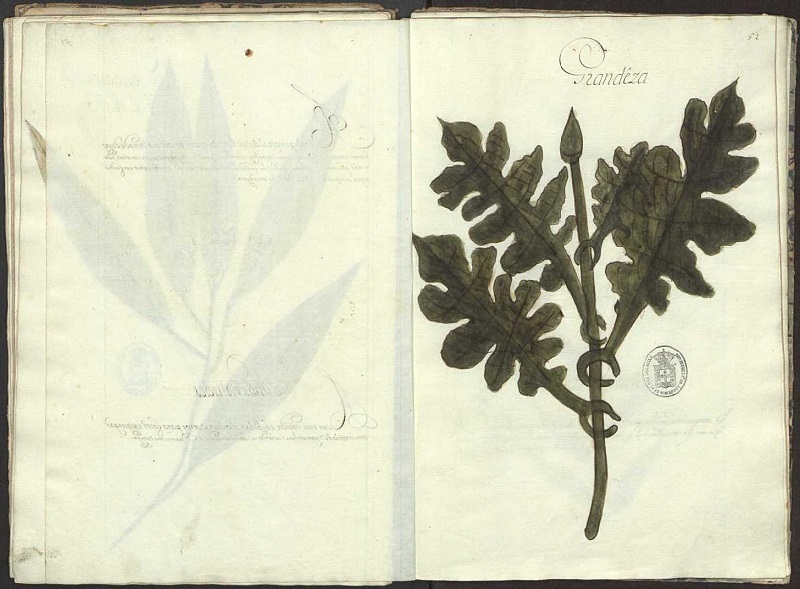 A terceiro apresenta a estampa da planta descrita. Academia das Cincias de Lisboa - ACL, Srie Azul de Manuscritos, COD 627.