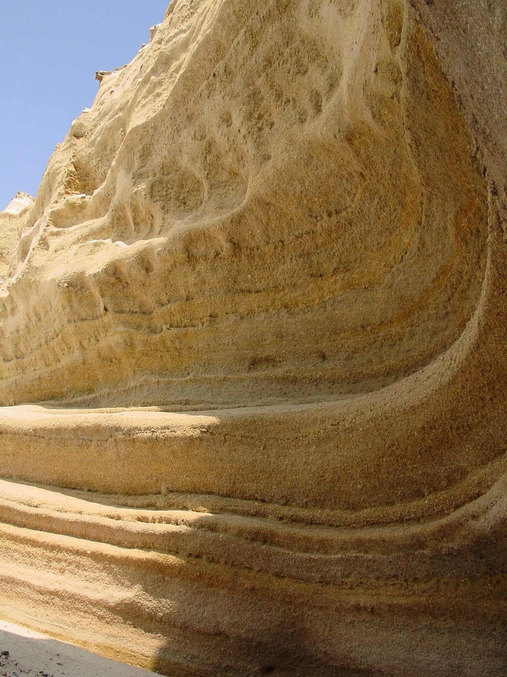 Coastal cliffs in the Antofagasta (Chile) region, showing the deposits                                                                       of marine shells and other calcareous organisms (Photo credit Sergio Rossi).