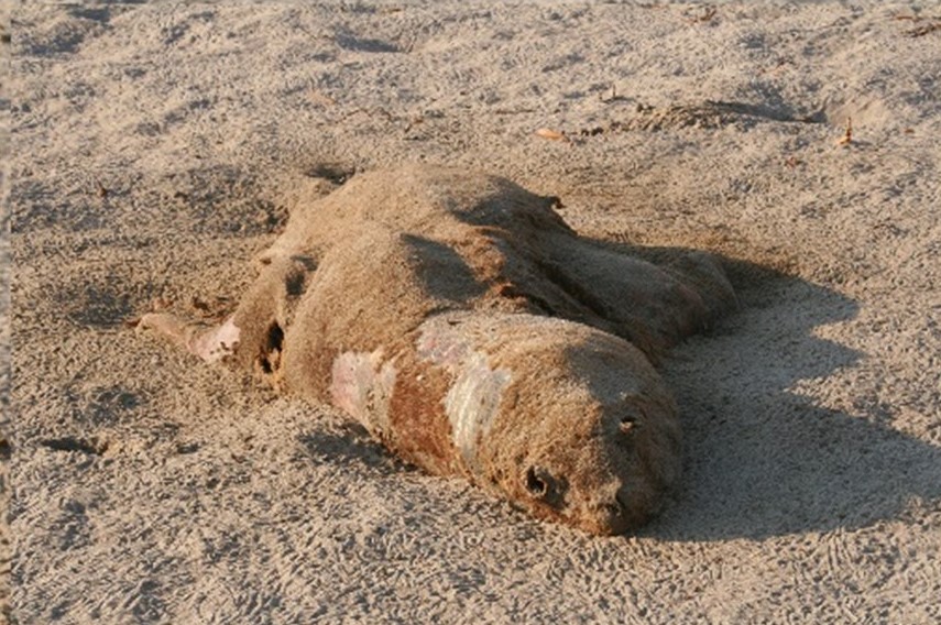   A dead young sea lion on the beach in Chipana Bay (Iquique,                                                                            North Chile coast)
