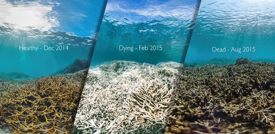Bleaching event in the Australian Great Barrier.