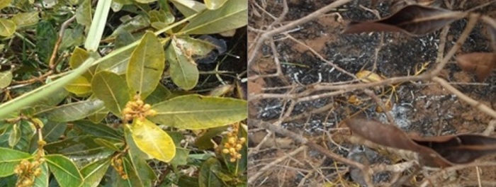 Effects of first (left) and second burns (right) on plot B.