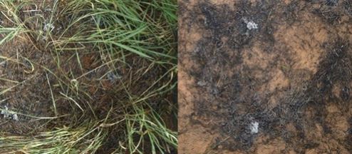  Effects of first (left) and of second burns (right) on plot A
