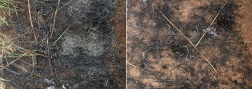 Effects of first (left) and second burns (right) on plot C.