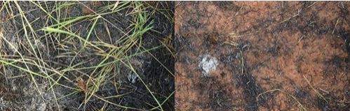 Effects of first (left) and second burns (right) on plot D.