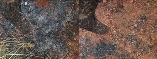  Effects of first (left) and second burns (right) on plot E.