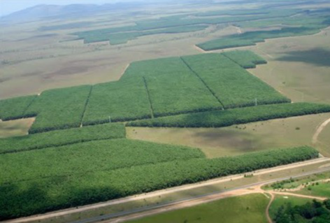 Planted areas of Acacia mangium in Boa Vista (RR). Photographer: Dilamar Lewiski (2008).