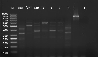 Green isolates multiplex PCR. M; DNA ladder bp, Calb; Candida albicans ATCC 90028; lane 1-6; Clinical strains, B; blank