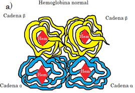 Estructura normal de la hemoglobina