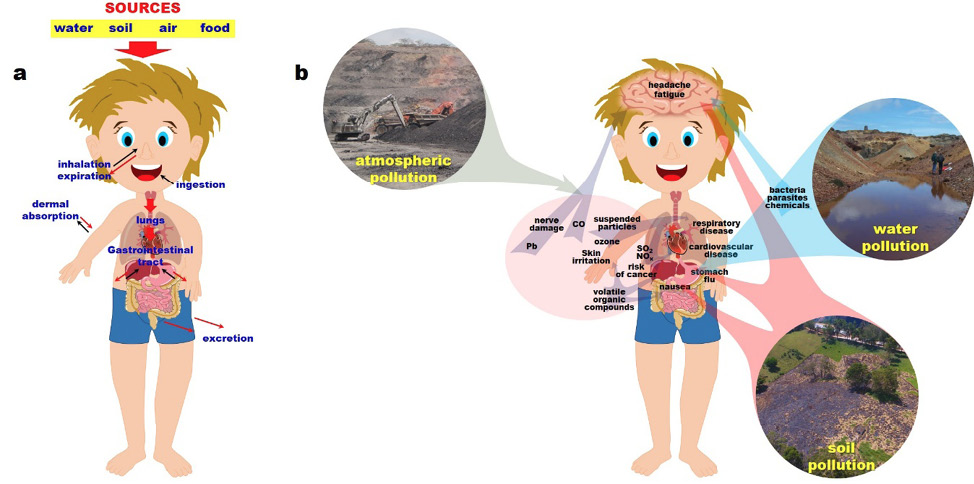 (a) Sources, intake pathways, and uptake of minerals by the human body. (b) Effects of pollution on human health