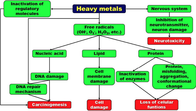  Pathway of heavy metals sources and exposure to humans
