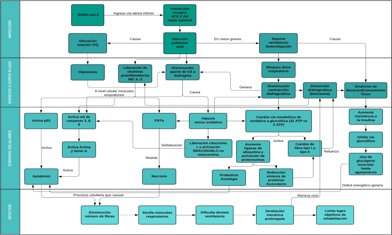 Aproximacin terica de los efectos de la infeccin por CoV-SARS-2 sobre el msculo diafragma en la instauracin de la ventilacin mecnica