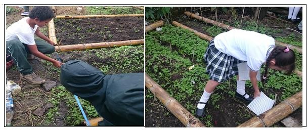  Estudiantes hallando el per&iacute;metro y &aacute;rea del
terreno de siembra empleando unidades patr&oacute;n arbitraria y estandarizada,
consigna correspondiente a la tarea 1.