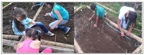  Siembra de semillas teniendo en cuenta las distancias propicias entre
plantas e hileras.