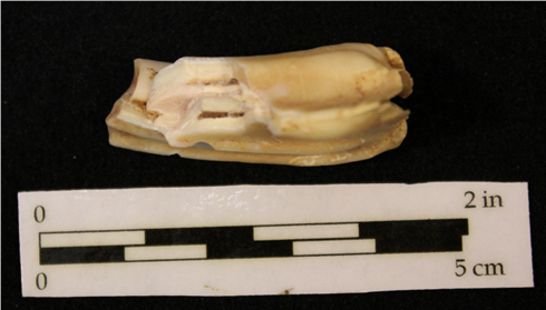 Figura 4. Diente de ovicaprino procedente del yacimiento de Buenavista (Teguise)