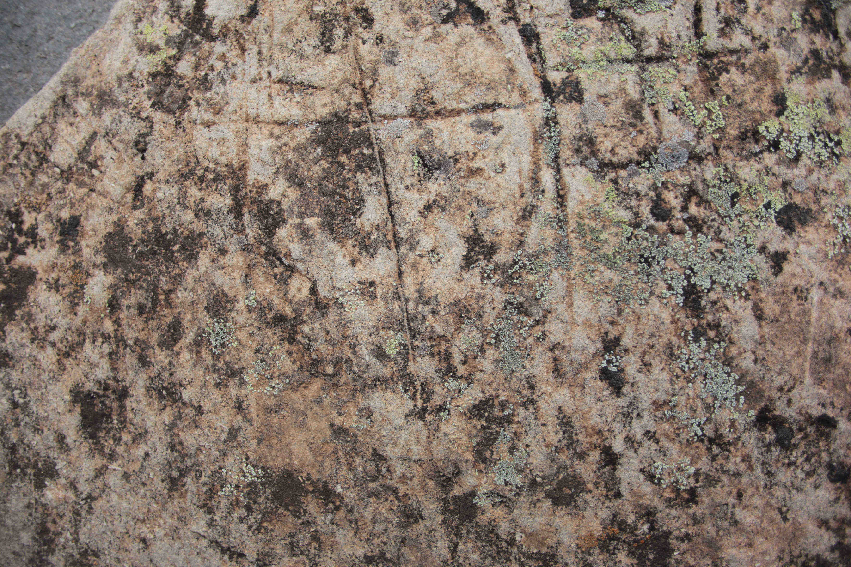 Profusi&oacute;n de l&iacute;quenes y hongos en panel a barlovento (Los Alm&aacute;cigos, panel 3).