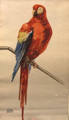 Monz&oacute;n Grondona, C. L. Guacamayos. ca. 1940-1950. Acuarela sobre papel.