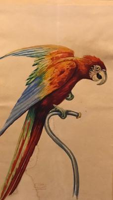 Monz&oacute;n Grondona, C. L. Guacamayos. ca. 1940-1950. Acuarela sobre papel.