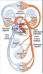  Esquema del sistema circulatorio