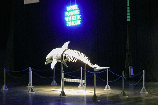Figura 6. Vista de Open Space en arteBA 2008. &ldquo;Tursiops Truncatus (Delf�n com�n, Tonina o Delf�n Nariz de botella)&rdquo; (Luis F. Benedit, 2008). Galer�a Wussmann. Fuente: Archivo Fundaci�n arteBA.