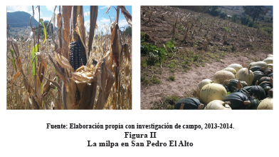 Figura II 

La milpa en San Pedro El
Alto