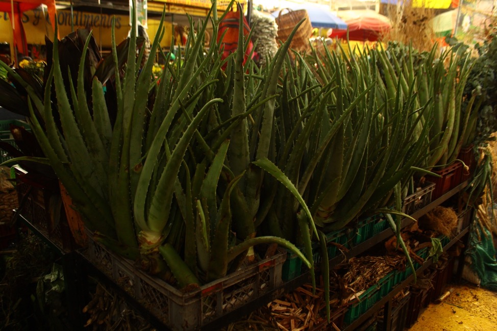Aloe Vera y otras plantas, asociadas con la medicina y la supersticin. Plaza de Mercado, Palmira, Colombia