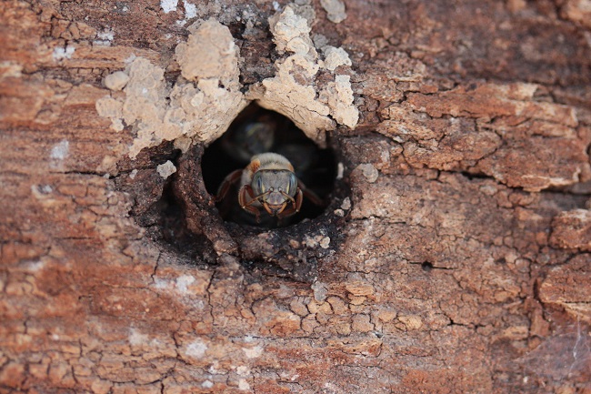Abeja guardiana de ko&rsquo;olel kaab en entrada de job&oacute;n.