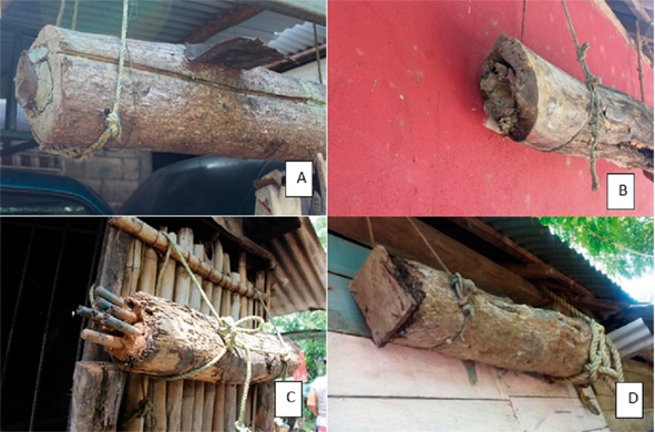 Tipos de tapas de colmenas de tronco. A) J&iacute;cara, B) Coco, C) Palos de madera, D) Pedazo de madera.