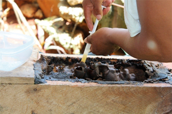 Castraci&oacute;n de una caja en Tenosique, Tabasco.