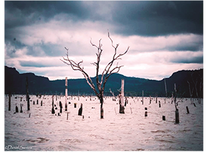 Resqu&iacute;cios da
  &ldquo;ilha&rdquo;: &aacute;rvores em decomposi&ccedil;&atilde;o no lago da UHEE, em Baba&ccedil;ul&acirc;ndia.