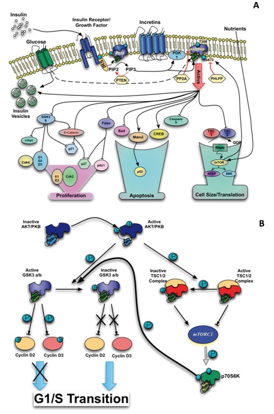 A. Schematic representation of different intracellular events involved in the signaling pathway AKT/PKB. B. Proposed regulation model of the levels of cyclin D2 and D3 by the mTORC1