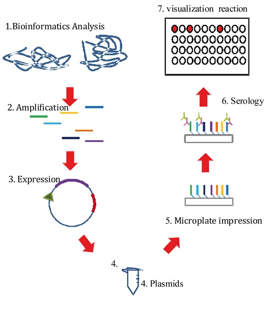 Production scheme of protein micro-arrays to identify antibody-target proteins
