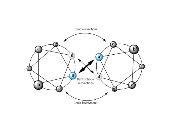 Schematic representation of alpha double-helix motifs

