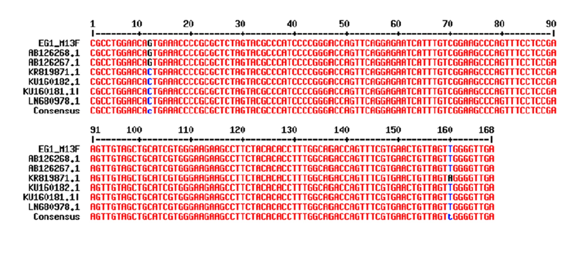  Alignment of sequenced fragment of NS1 protein of PV-B19 with reported sequences in GenBank.
