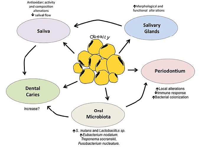 Interrelationship between obesity and oral cavity. It shows the relationship between obesity and alterations in the salivary glands and how they affect other components of the oral cavity, such as: production and salivary activity, tooth (dental caries), periondontium and microbiota.