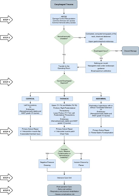 Algorithm for the management of esophageal trauma. 