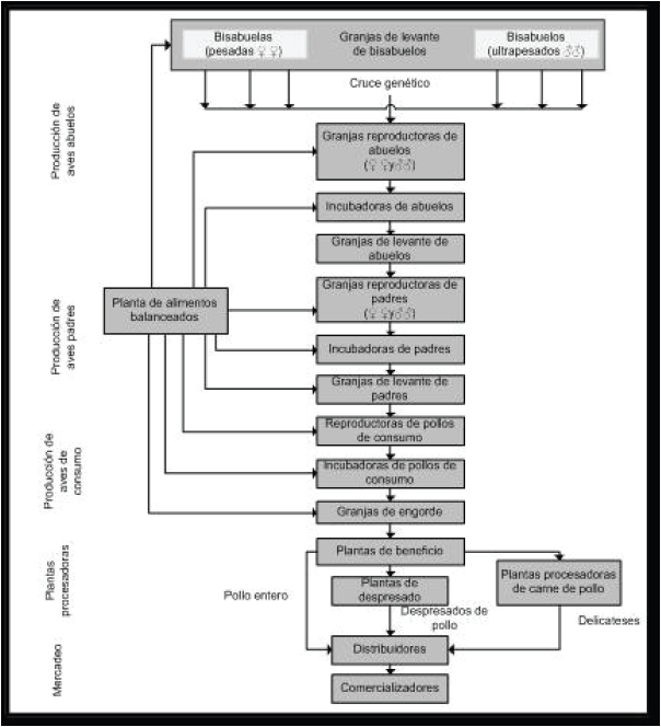 Esquema
de los procesos de la industria avícola 

 
