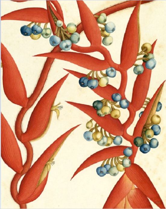– Heliconia. Digitalización de los dibujos de la Real Expedición Botánica del Nuevo Reino de Granada (1783-1816).