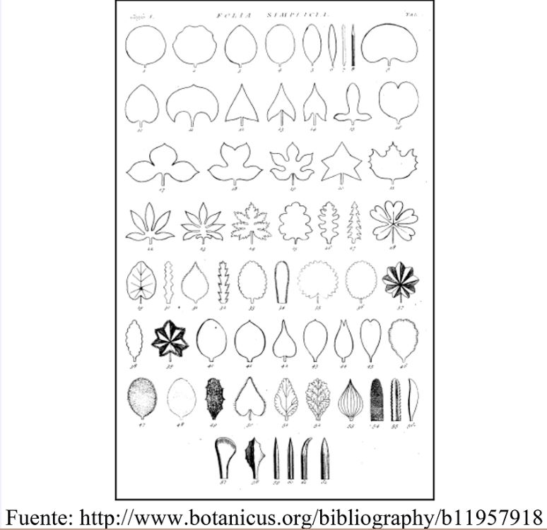 – Carl Linneaus, Hortus Cliffortianus, Folia Simplicia.