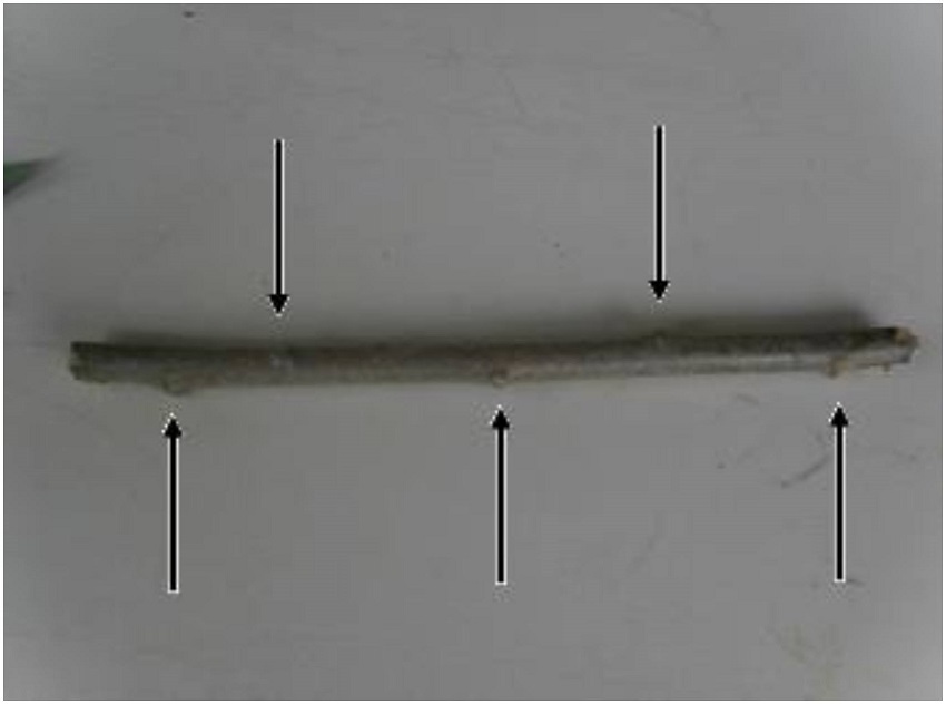 A organiza&ccedil;&atilde;o do caule da mandioca