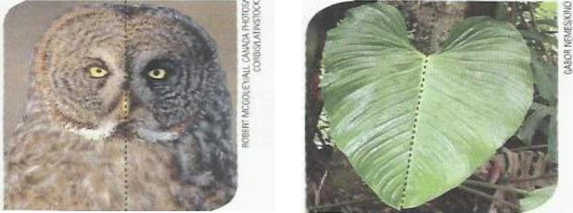 Texto imag&eacute;tico: fotografias de coruja e folha.