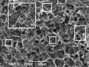 Biomass microscopy with magnification x500.