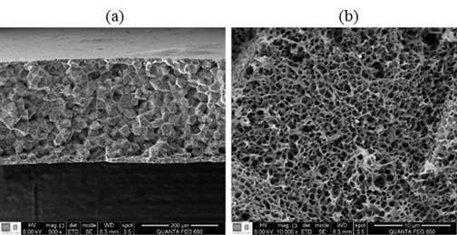 SEM images for LDPE membrane cross section. Membrane elaborated with polymer content of 30% w/w and Coagulation bath temperature of 25 &deg;C. (a) 500x (b)10000x.