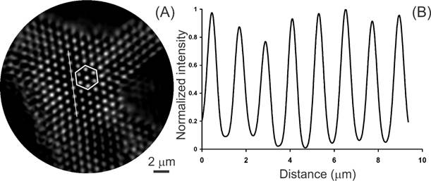 Reconstruction (A) obtained from the contrast hologram produced from the in-line hologram illustrated in Figure 1. Profile (B) along the straight line in panel (A).
